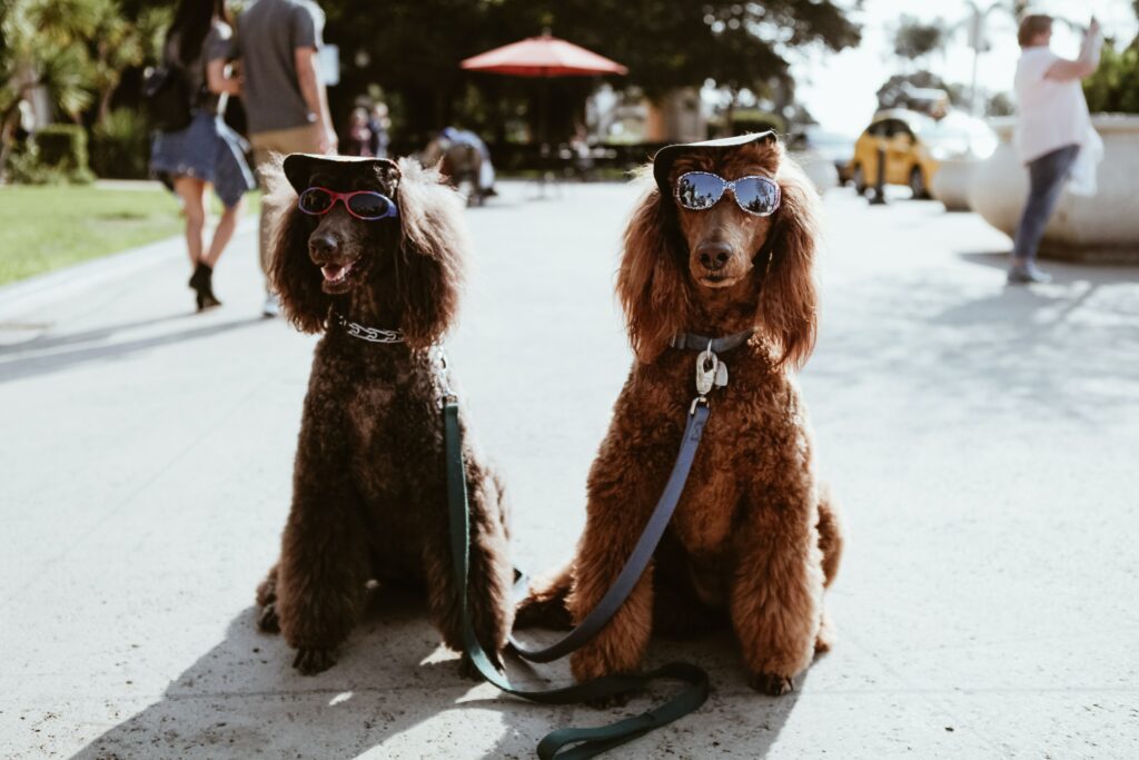 two poodles wearing hats, sunglasses, and leashes